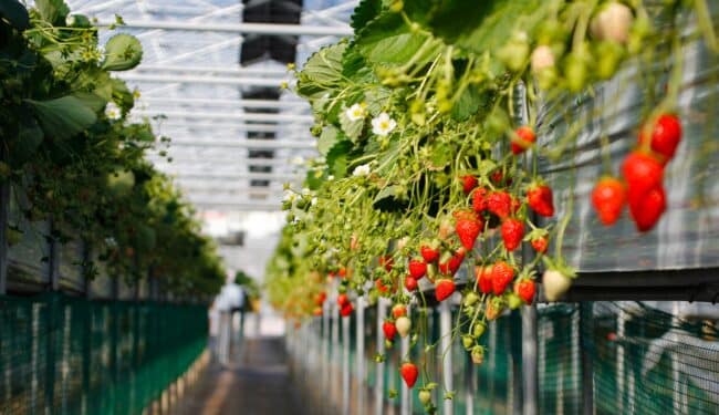 Strawberries growing in greenhouse