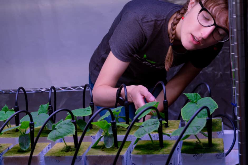 Danielle Rose looks at and touches newly planted cucumbers.